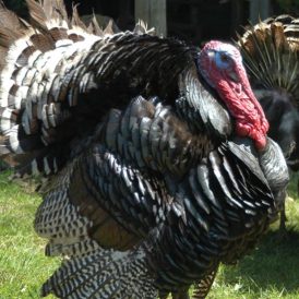 3 Pointers to Raising Turkeys Well Image
